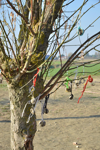 foto piantiamo un milione di alberi