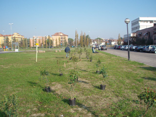 foto piantiamo un milione di alberi