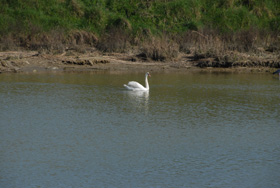 foto sciame di bici 2011