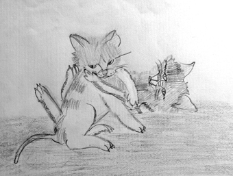 disegno concorso Gatto mio sostenibile