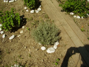 foto angolo delle aromatiche scuola garibaldi