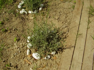 foto angolo delle aromatiche scuola garibaldi